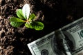 American dollars and young plant growing on soil with green background. Money and business growth concept Royalty Free Stock Photo