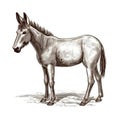 American Donkey Vector Illustration: Textured Shading And Delicate Details