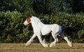 American Drum Horse is heavy horse of draft type Royalty Free Stock Photo