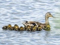 American Duck with Ducklings