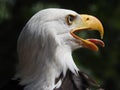American eagle, bold eagle, sharp eye, head and portrait, beak open, macro Royalty Free Stock Photo