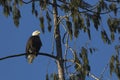 American eagle gazes afar at morning in Rockport, Washington