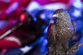 American eagle. Independence Day theme. Royalty Free Stock Photo