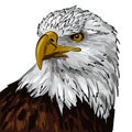 american eagle line colourful sketch