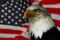 American eagle - national symbol