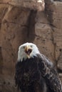 American eagle scream Royalty Free Stock Photo