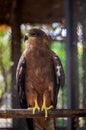 American eagle at zoo. Hawk in captivity. Bird of the hawk family. American symbol of the nation