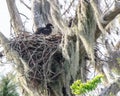 The American Eaglet
