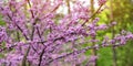 American Eastern Redbud Tree or Cercis canadensis blossoming in a park close up Royalty Free Stock Photo