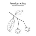 American or eastern wahoo Euonymus atropurpureus , medicinal plant Royalty Free Stock Photo