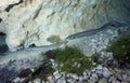 American Eel Parade - Vortex Springs Royalty Free Stock Photo