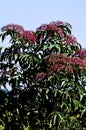 American Elderberry 55869