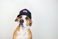American election activism concept: staffordshire terrier dog in patriotic baseball hat. Pitbull terrier in trucker hat with Royalty Free Stock Photo