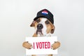 American election activism concept: staffordshire terrier dog in patriotic baseball hat.