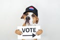 American election activism concept: staffordshire terrier dog in patriotic baseball hat. Pitbull terrier in trucker hat with Royalty Free Stock Photo