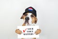 American election activism concept: staffordshire terrier dog in patriotic baseball hat. Royalty Free Stock Photo