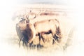 American Elks Faded to White Royalty Free Stock Photo