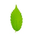 American elm aka water or white elm - Ulmus americana - green perfect shaped serrated leaf isolated on white background native to Royalty Free Stock Photo