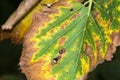 American Elm leaves (Ulmus Americana) with Bacterial Leaf Scorch (Xylella Fastidiosa) Royalty Free Stock Photo