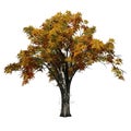 American Elm tree in autumn Royalty Free Stock Photo