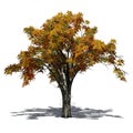 American Elm tree in autumn with shadow on the floor Royalty Free Stock Photo