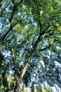 American Elm  52663 Royalty Free Stock Photo