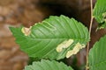 American Elm tree leaves (Ulmus americana) with leaf miner insect damage. Royalty Free Stock Photo