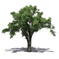 American Elm tree with shadow on the floor Royalty Free Stock Photo