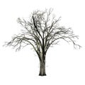 American Elm tree in winter Royalty Free Stock Photo