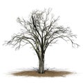 American Elm tree in winter on a sand area Royalty Free Stock Photo