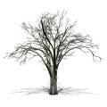 American Elm tree in winter with shadow on the floor Royalty Free Stock Photo
