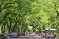 American elm trees in Central Park