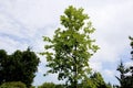 American Elm 840548