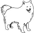 American eskimo black and white