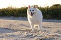 American eskimo dog