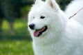 American Eskimo Dog