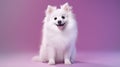 American Eskimo Dog