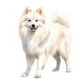 American Eskimo dog breed watercolor illustration. Cute pet drawing isolated on white background. AI Generated.