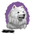 American Eskimo Dog digital art illustration isolated on white. Eskimo Spitz German Spitz. Eskie of miniature size