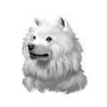 American Eskimo Dog digital art illustration isolated on white. Eskimo Spitz German Spitz. Eskie of miniature size. Breed of