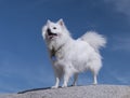 American Eskimo Dog. Esky Eskie. Happy white dog. Royalty Free Stock Photo