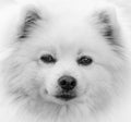 American Eskimo Dog