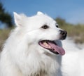 American Eskimo Dog. Happy white dog. Esky