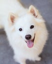 American Eskimo Dog