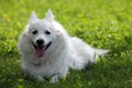 An American Eskimo Dog