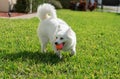 American Eskimo on grass