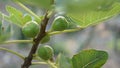 American figs on green branch - Ficus caric fruits