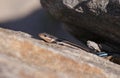 American Five-Lined Skink