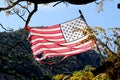 American Flag Grabbing a Branch