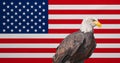 American flag, Bald Eagle, national symbols of USA Royalty Free Stock Photo